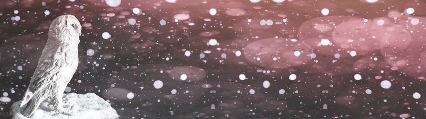 white snowy owl sitting in the snow at night - background bokeh dark