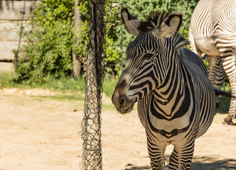zebra in zoo