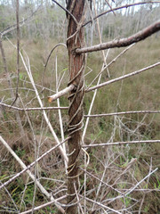 Peculiar Tree Branches in the Everglades National Park Florida, USA