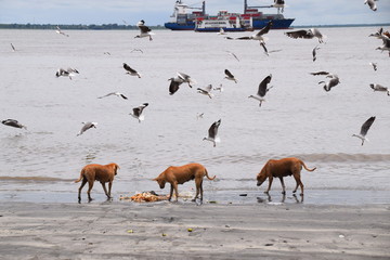 streunende Hunde an einem Strand in Afrika