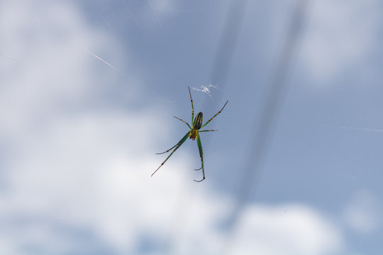 Closeup picture of a medium sized spider with its net, hanging from its net in a garden.