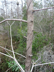 Peculiar Tree Branches in the Everglades National Park Florida, USA