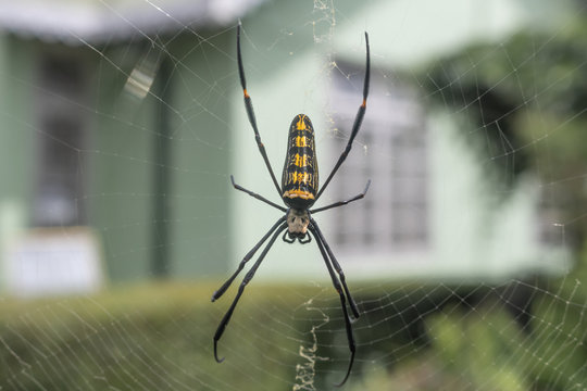 Closeup picture of a big sized spider with its net, hanging from its net in a garden.