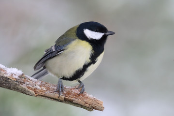 Obraz premium great tit is small bird