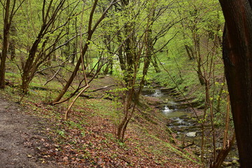 Forest path by a stream in Hungary