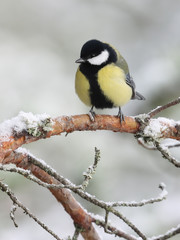 great tit is small bird