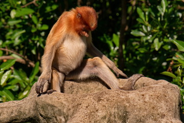 Malaysia. The long-nosed monkey or kahau (lat. Nasalis larvatus) — a species of primates from the subfamily of thin-bodied monkeys in the family of monkeys.