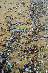 Seashells on the shore