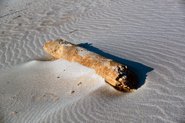 carabel log in the sand