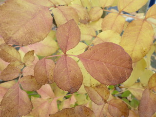 Fototapeta na wymiar autumn leaves