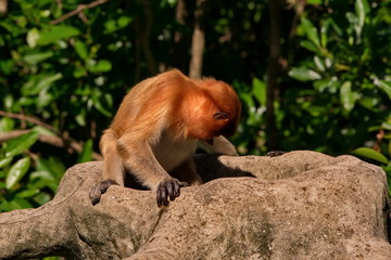 Naklejka premium Malaysia. The long-nosed monkey or kahau (lat. Nasalis larvatus) — a species of primates from the subfamily of thin-bodied monkeys in the family of monkeys.