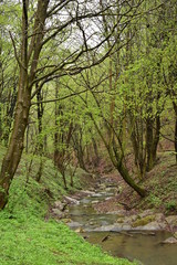 Fototapeta na wymiar Forest path by a stream in Hungary