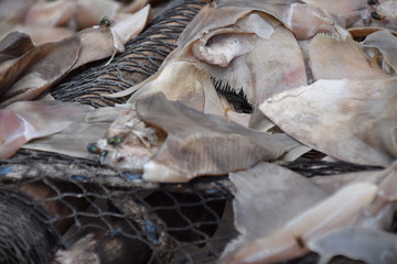 Tote Fische und Abfälle an einem Strand in Afrika