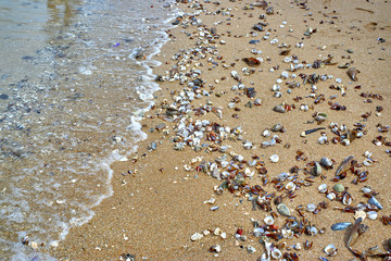 Seashells on the shore