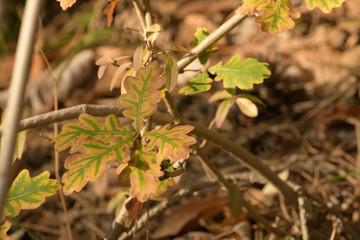 Details, Herbstfärbung der Eichenblätter im Sonnenlicht