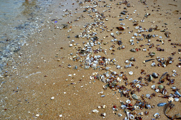 Seashells on the shore