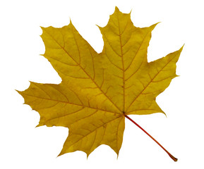 Naklejka na ściany i meble Yellow maple leaf isolated