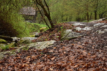 Forest path by a stream in Hungary