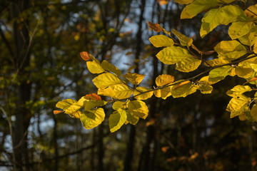 Gelbes Buchenlaub im Herbst  vor Wald un blauem Himmel