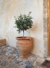 green plant in a pot