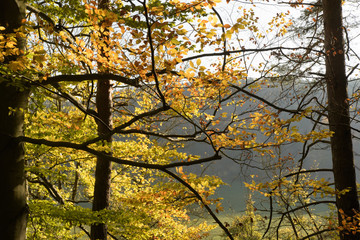 Herbst im Buchenwald