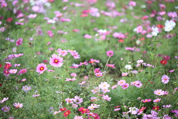 Obraz na płótnie Canvas 日本に咲いているコスモス