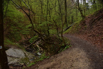 Forest path by a stream in Hungary