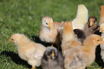 focus on young chicken behind the flock