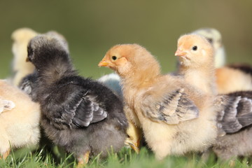 young chickens in the farm