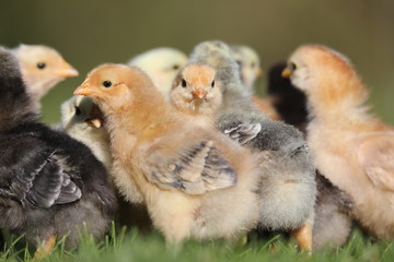 Eye contact with curous chicken