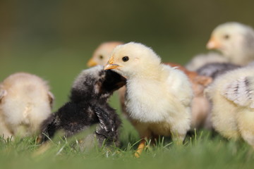 Little chicken in the grass