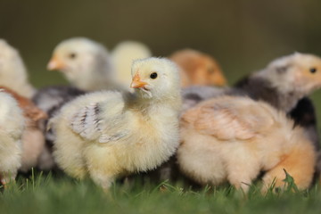 baby chicken and chicks