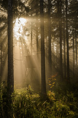 Gegenlicht im Fichtenwald bei Nebel mit sonnenstrahlen und Jagdkanzel