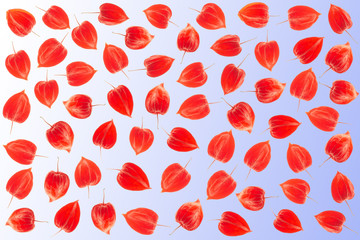 Physalis background