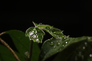 drops on leaf