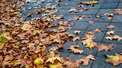 Buntes Herbstlaub auf dem Gehweg