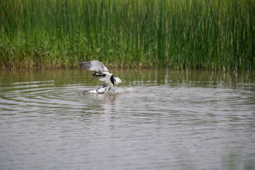 Pied Avocet - fighting (Formal Name: Recurvirostra avosetta)