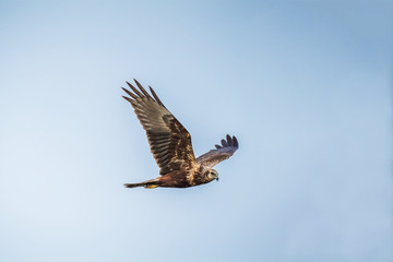 Eastern Marsh Harrier in Mai Po Nature Reserve, Hong Kong (Formal Name: Circus spilonotus)