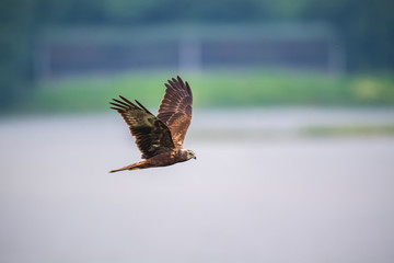 Eastern Marsh Harrier in Mai Po Nature Reserve, Hong Kong (Formal Name: Circus spilonotus)