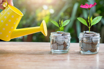 Plant money coins saving growth up to profit interest for concept investment mutual fund finance...