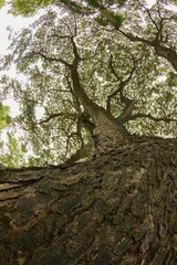 Big tree in the forest