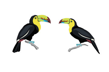 Couple of toucans. Tropical birds. Cartoon style.