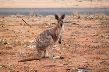 Australian Kangaroo