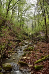 Fototapeta premium Forest path by a stream in Hungary
