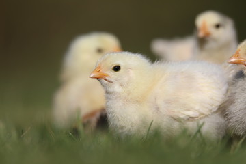 cute yellow chicken in the grass