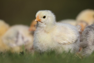 Cute young chicken in the grass