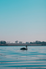 Swan on a Lake