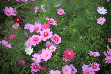 日本に咲いているコスモス