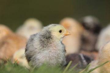 little chick in the grass