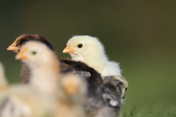 baby chicken on a farm